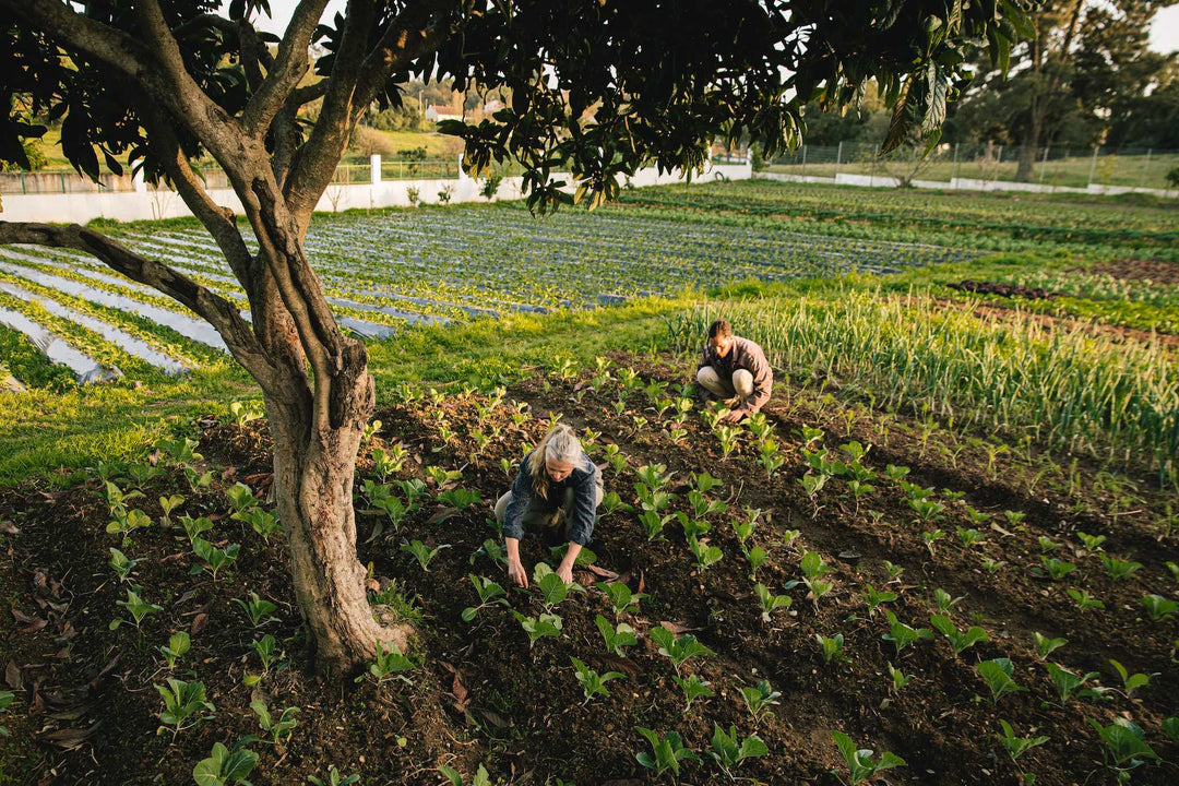 What Is Regenerative Farming — and Why Does It Matter?