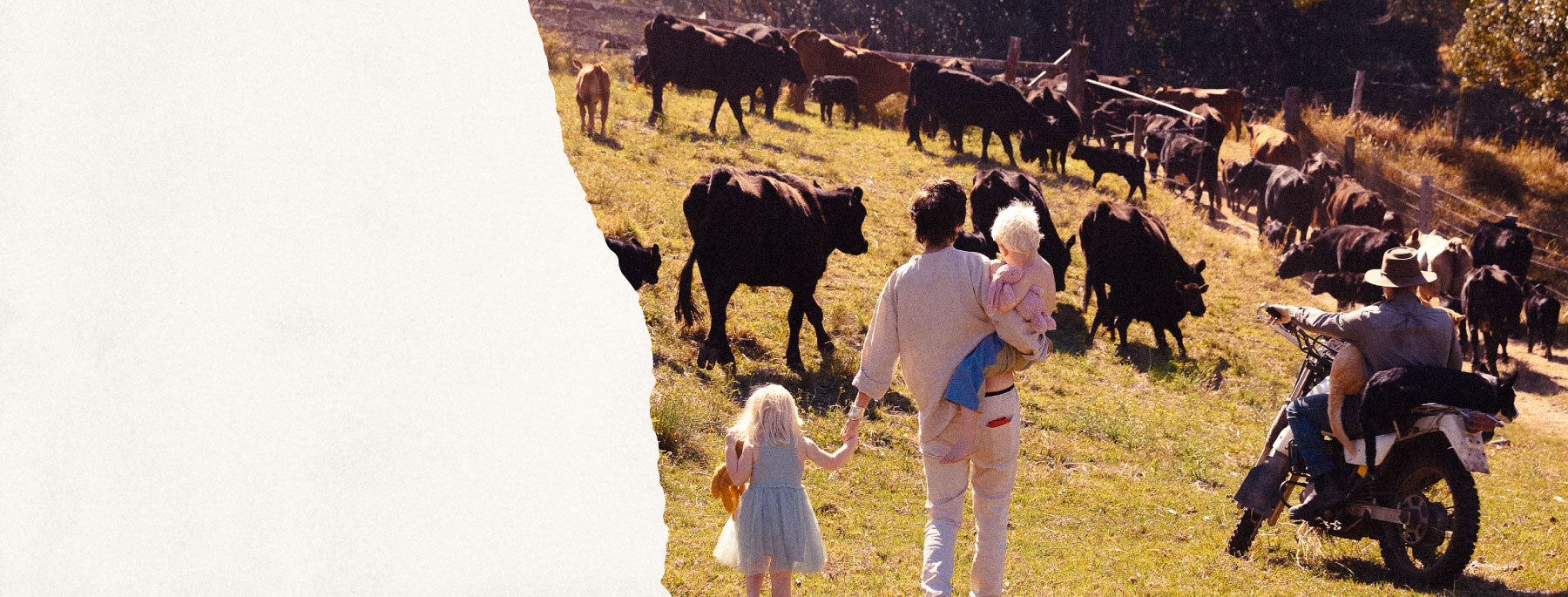 Two people walking with a child in a field with cows and a motorcycle.